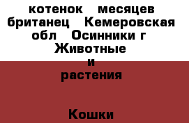 котенок 5 месяцев британец - Кемеровская обл., Осинники г. Животные и растения » Кошки   . Кемеровская обл.,Осинники г.